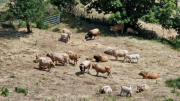 Dourbies_26_06-93
