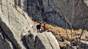 Guiral_26-35