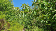 Montaigu_26_08-39
