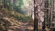 Montaigu_26_08-59