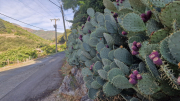 Montaigu_26_08-6