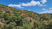Montaigu_26_08-73