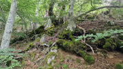Orgon_26_06-25