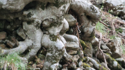 Orgon_26_06-27