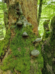 Orgon_26_06-50