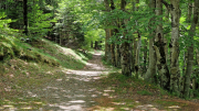 Orgon_26_06-82