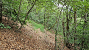 Orgon_26_06-85