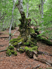 Orgon_26_06-86