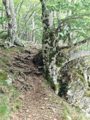 Orgon_26_06-87