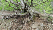 Orgon_26_06-92
