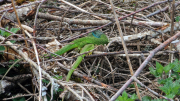 Pises_26_04-108