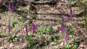 Pises_26_04-12