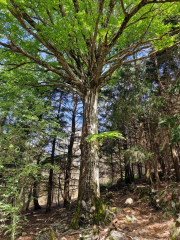 Pises_26_04-35