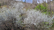 Pises_26_04-38