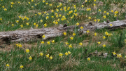 Pises_26_04-75