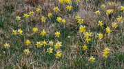 Pises_26_04-81