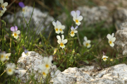 Pises_26_04-82