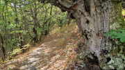 Valborgne_26_10-79