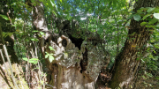 Valborgne_26_10-80