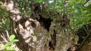 Valborgne_26_10-81