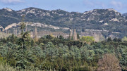 Barbentane_26_03-21