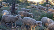 Boulbon_26_03-144
