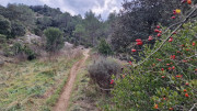 Lirac_26_01-85