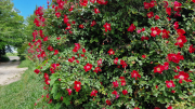 Pougnadoresse_26_05-40