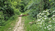 Pougnadoresse_26_05-80