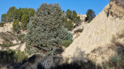 Theziers_26_01-68