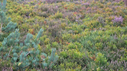 Gardille_26_08-18