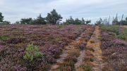 Gardille_26_08-20