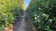 Gardon_26_04-6