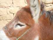 DSCN1385