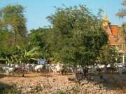 Vietnam_Cambodge_b-372