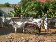 Vietnam_Cambodge_b-373