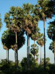 Vietnam_Cambodge_b-395