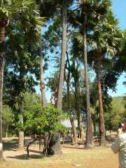 Vietnam_Cambodge_b-458