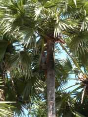 Vietnam_Cambodge_b-460