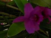 Vietnam_Cambodge_c-03