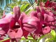 Vietnam_Cambodge_c-04